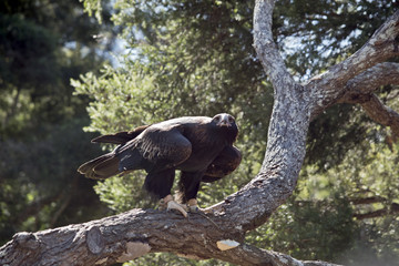 wedge tailed eagle