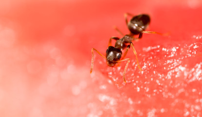 An ant on a red watermelon