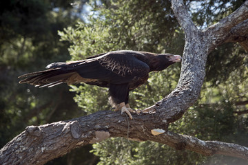 wedge tailed eagle