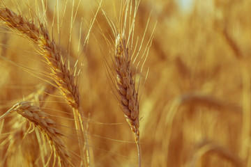 Fototapeta premium golden wheat field and sunny day