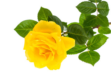 One branch of blooming yellow rose isolated on white background