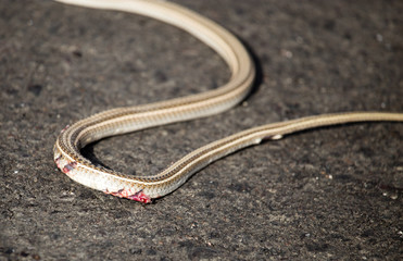 Auto crippled a snake on the road