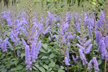 Astilbe chinensis - tall, growing in full sun purple plumes