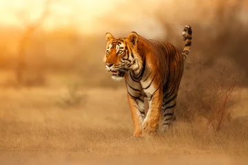 Wall murals Tiger Great tiger male in the nature habitat. Tiger walk during the golden light time. Wildlife scene with danger animal. Hot summer in India. Dry area with beautiful indian tiger, Panthera tigris