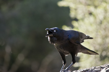 Australian raven