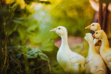 Five young goose together sit in the grass