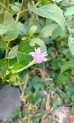 Obraz premium Four O'clock flower, Marvel of peru, Mirabilis Jalapa.