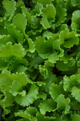 Lettuce salad green leaves countryside garden summer 5