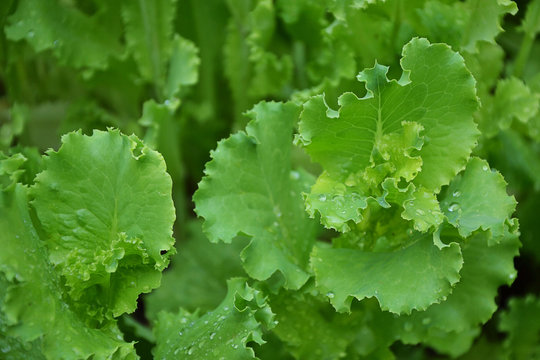 Lettuce salad green leaves countryside garden summer 4