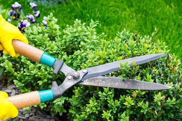 Landscape design. Hand with scissors, cutting of bushes