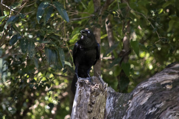 Australian raven