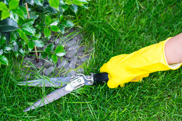 Shearing grass with scissors