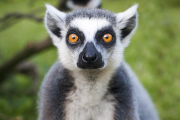 Lemur face close-up stares on people.  - obrazy, fototapety, plakaty