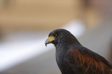 Eule, Schleiereule, Vogel, Uhu, Falke, Greifvogel, Aasfresser, Habicht, Greifvögel