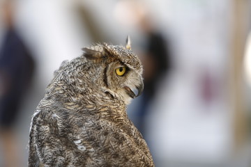 Eule, Schleiereule, Vogel, Uhu, Falke, Greifvogel, Aasfresser, Habicht, Greifvögel