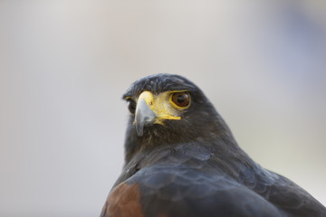 Eule, Schleiereule, Vogel, Uhu, Falke, Greifvogel, Aasfresser, Habicht, Greifvögel