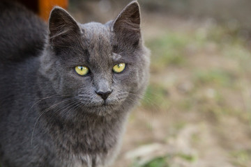 Portrait of grey cat