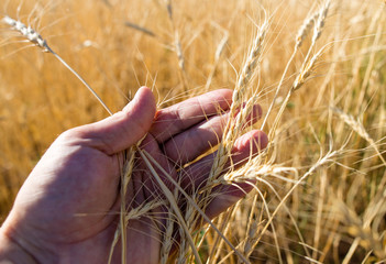 Fototapeta na wymiar Yellow ears of wheat in hand in nature