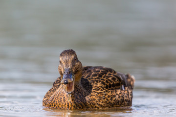 front view portrait female mallard (Anas platyrhynchos) swimming open beak
