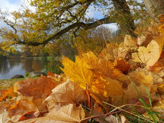 Laub im Herbst