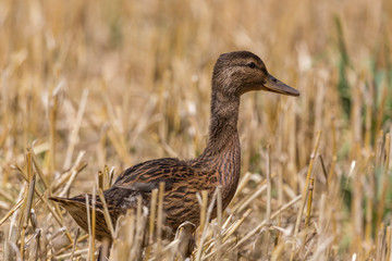young mallard duck (anas platyrhynchos) standing in crop stubble
