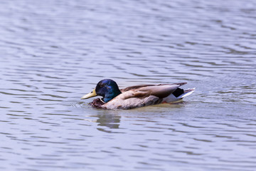 Obraz premium portrait male mallard duck (anas platyrhynchos) swimming