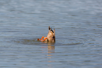 tail of dabbling duck while feeding from the bottom (anas platyrhynchos)