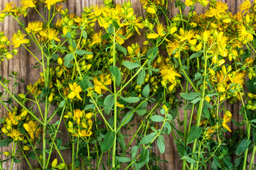 The St. John's wort is used in folk medicine, rustic table