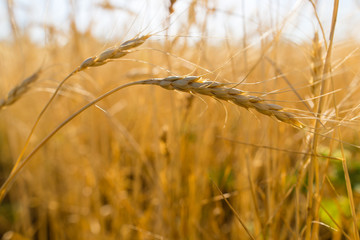 Yellow ears of wheat in a field in nature