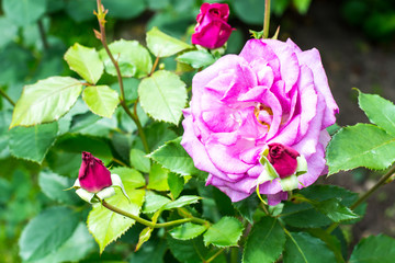 Garden roses of different colors against the background of green