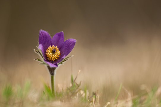 An&eacute;mone pulsatille. Pulsatilla vulgaris.
