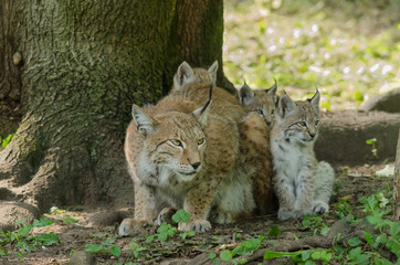 Une femelle lynx avec 3 petits. Lynx lynx.