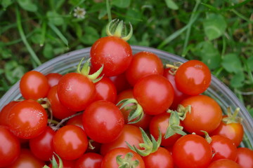 Schale mit roten Cocktailtomaten