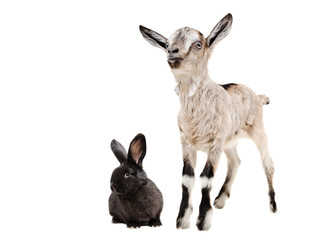 Goat and black rabbit together, isolated on white background