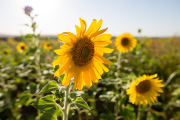 Obraz premium Sunflower flowers grow on nature