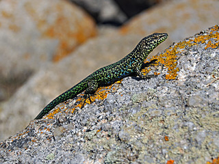 lézard