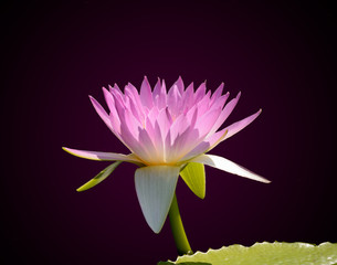 Fototapeta na wymiar Pink Water Lily
