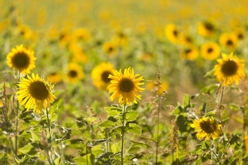 Sunflower flowers grow on nature