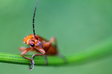 Macro photo