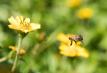 Monvment  of Bee Fly out of yellow flower with Nature background