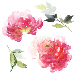 Set of watercolor large peony for greeting card.