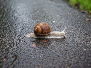 big snail crawling on the asphalt pavement