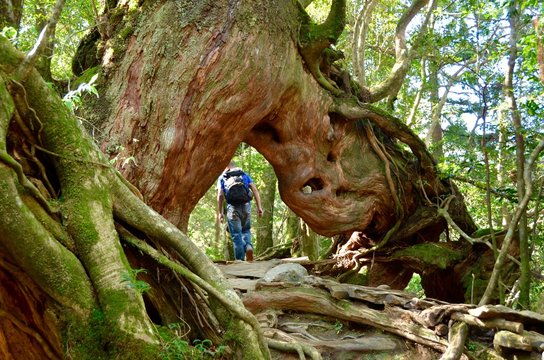 屋久島　巨木のトンネル