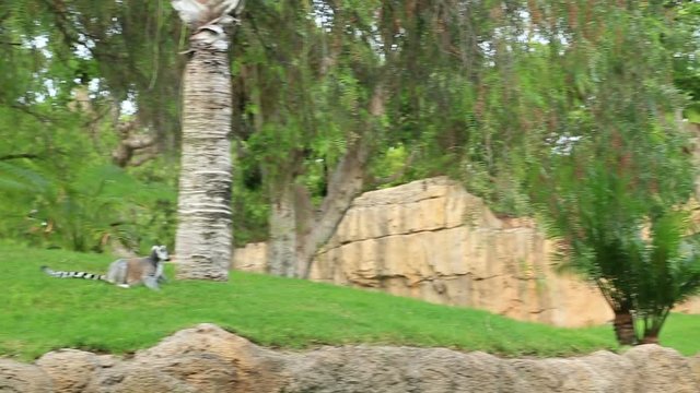 Ring-tailed lemur resting near tree
