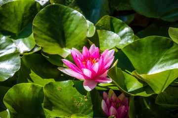 Pink water lily.