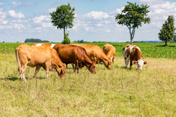 Rinder auf Weide im Sommer