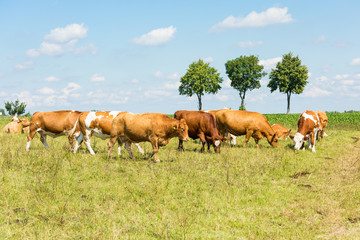 Naklejka na ściany i meble Rinder auf Weide im Sommer