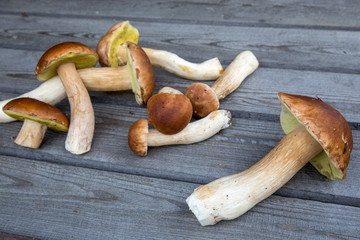 Mushroom Boletus over wooden background