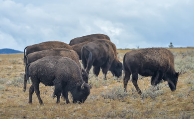 Wild Bison in National Park