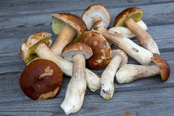 Mushroom Boletus over wooden background